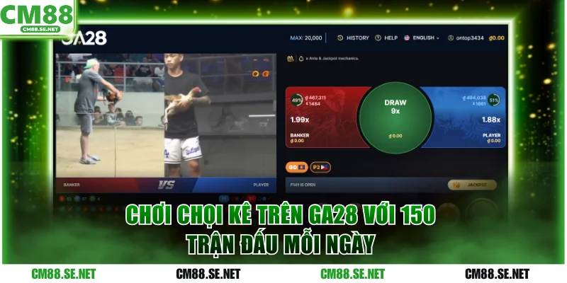 Chơi chọi kê trên GA28 với 150 trận đấu mỗi ngày
