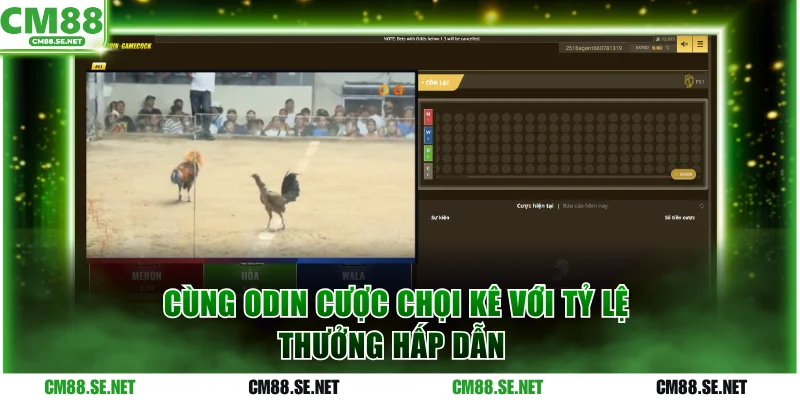 Cùng ODIN cược chọi kê với tỷ lệ thưởng hấp dẫn 